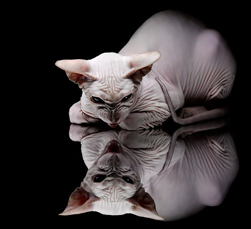 开云体育官网登入-新加坡队赛制研究：如何通过细致的赛制调整提高胜率，新加坡邀请赛赛程