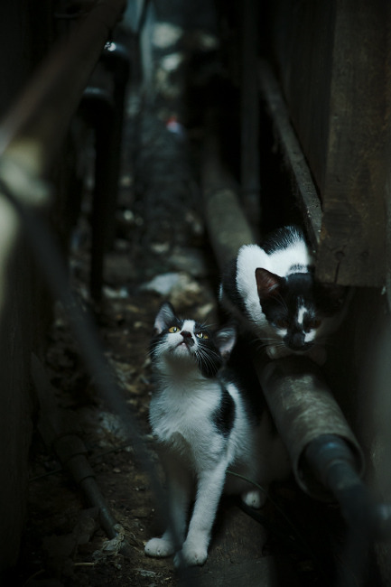 节奏统一是否能提高球队投篮效率,节奏统一步调一致