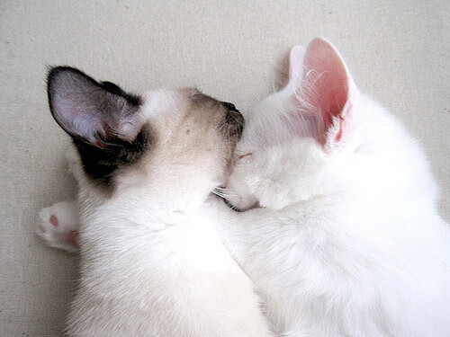 乌干达女篮在非洲锦标赛中持续突破，体育影响力不断扩大，非洲乌干达来